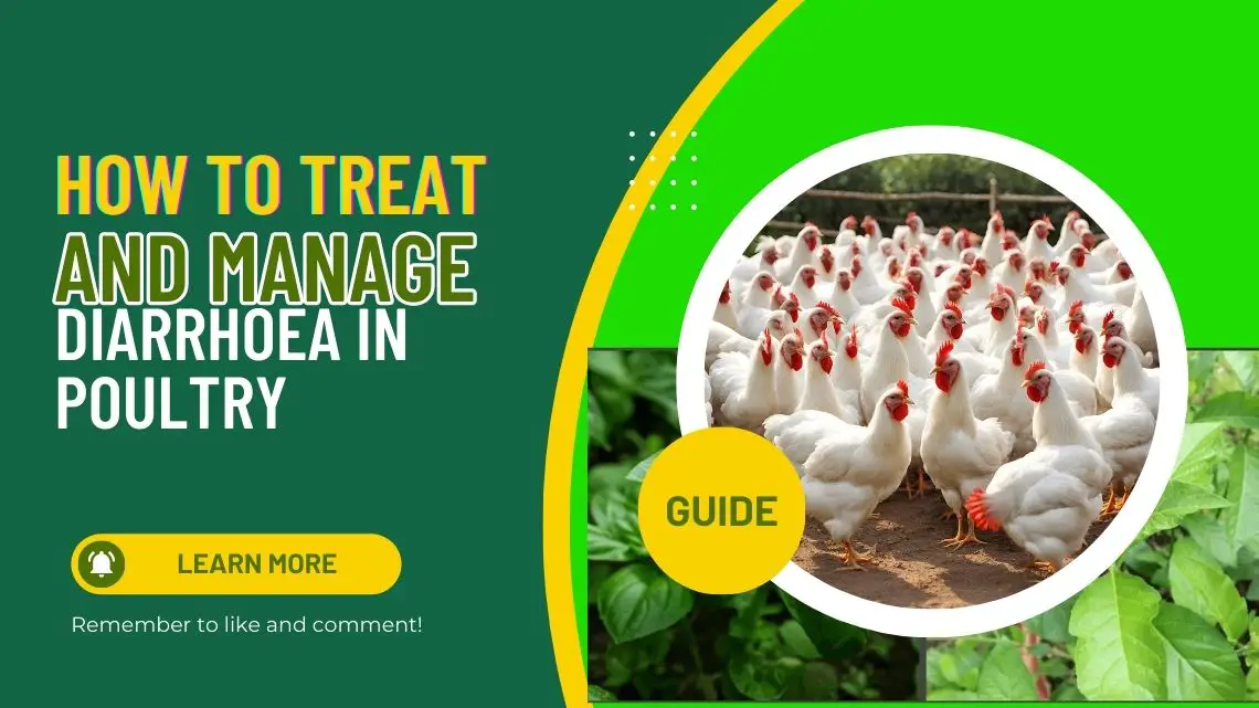 How to treat and manage Diarrhoea in poultry